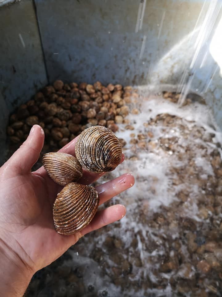 Coquillages - Novameditpesca Sàrl