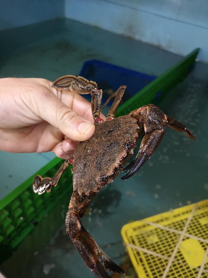 Crabe - Novameditpesca Sàrl