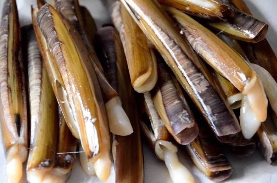 Couteaux - Novameditpesca Sàrl