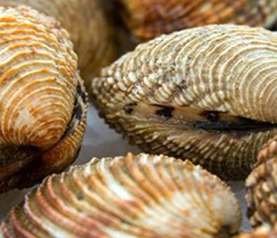 Palourdes - Novameditpesca Sàrl