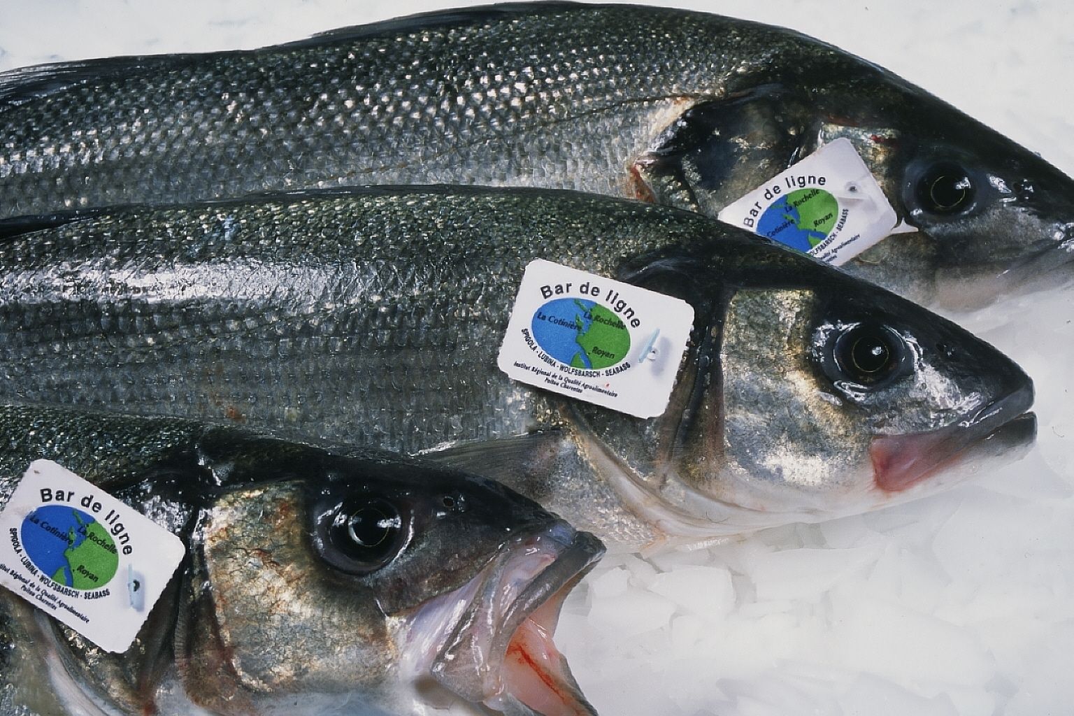 Bar de ligne - Novameditpesca Sàrl