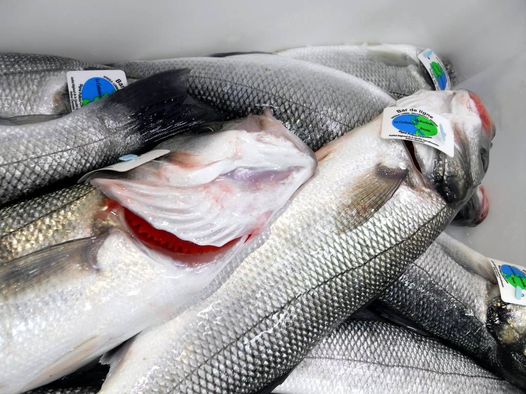 Bar de ligne - Novameditpesca Sàrl