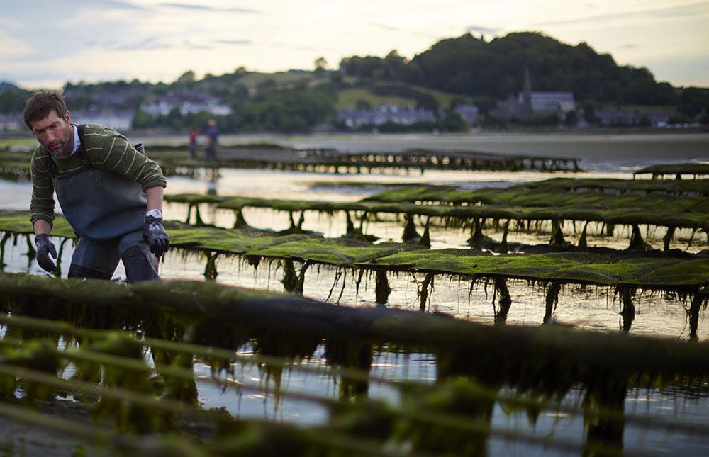 Producteur huître Boutrais - Novameditpesca Sàrl