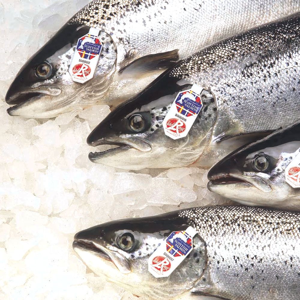 Saumon Ecosse label rouge - Novameditpesca Sàrl