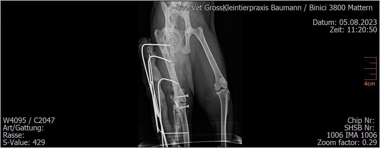 Ein Röntgenbild einer Katze