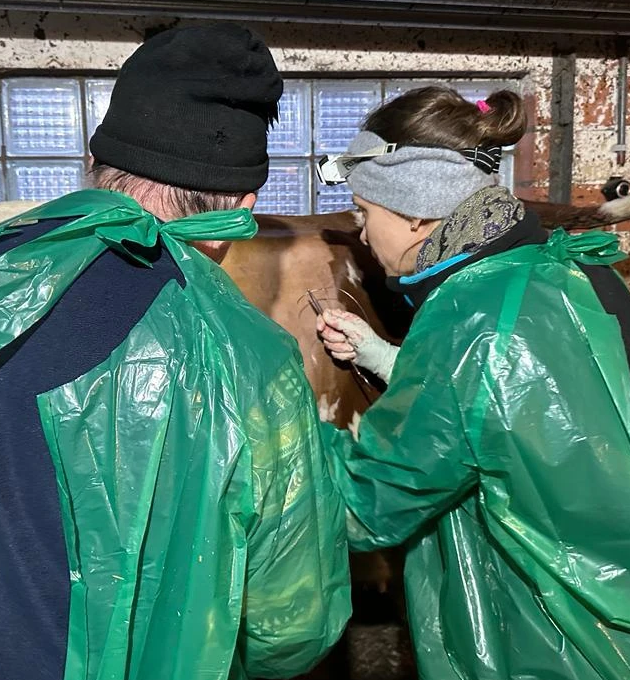 Ein Mann und eine Frau in grünen Plastikkitteln untersuchen eine Kuh