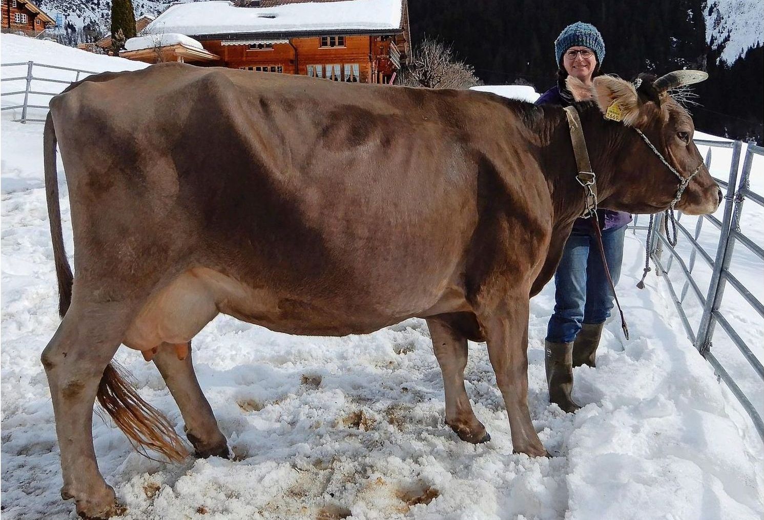 Eine Frau steht neben einer braunen Kuh im Schnee