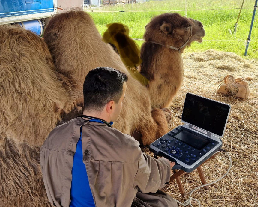 Ein Mann benutzt einen Laptop vor einem Kamel