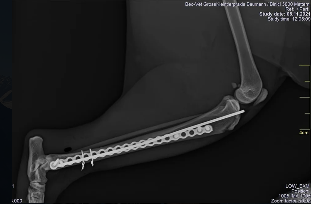 Eine Röntgenaufnahme eines Hundebeins mit einer Platte darauf.