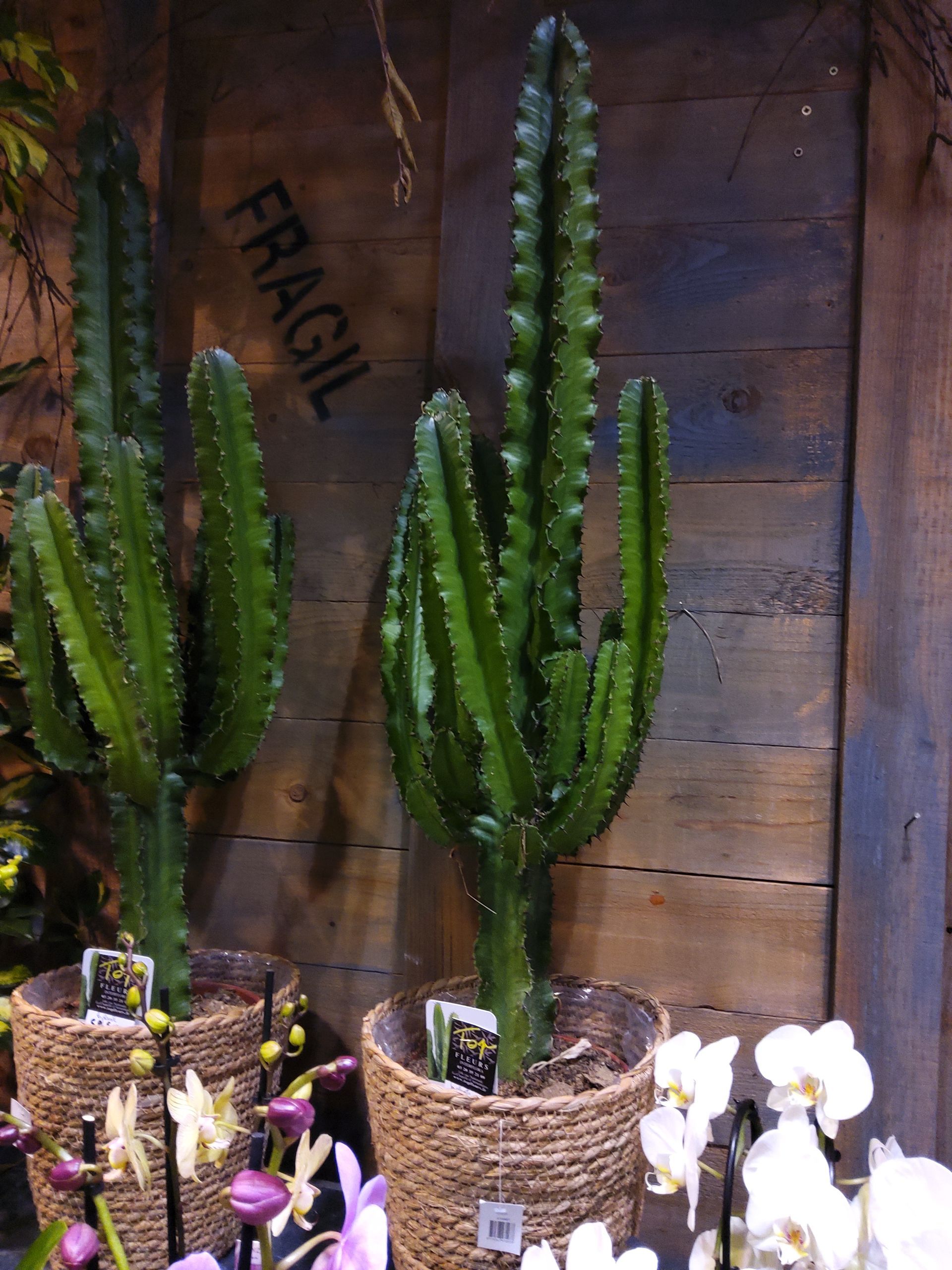 Plantes d'intérieur