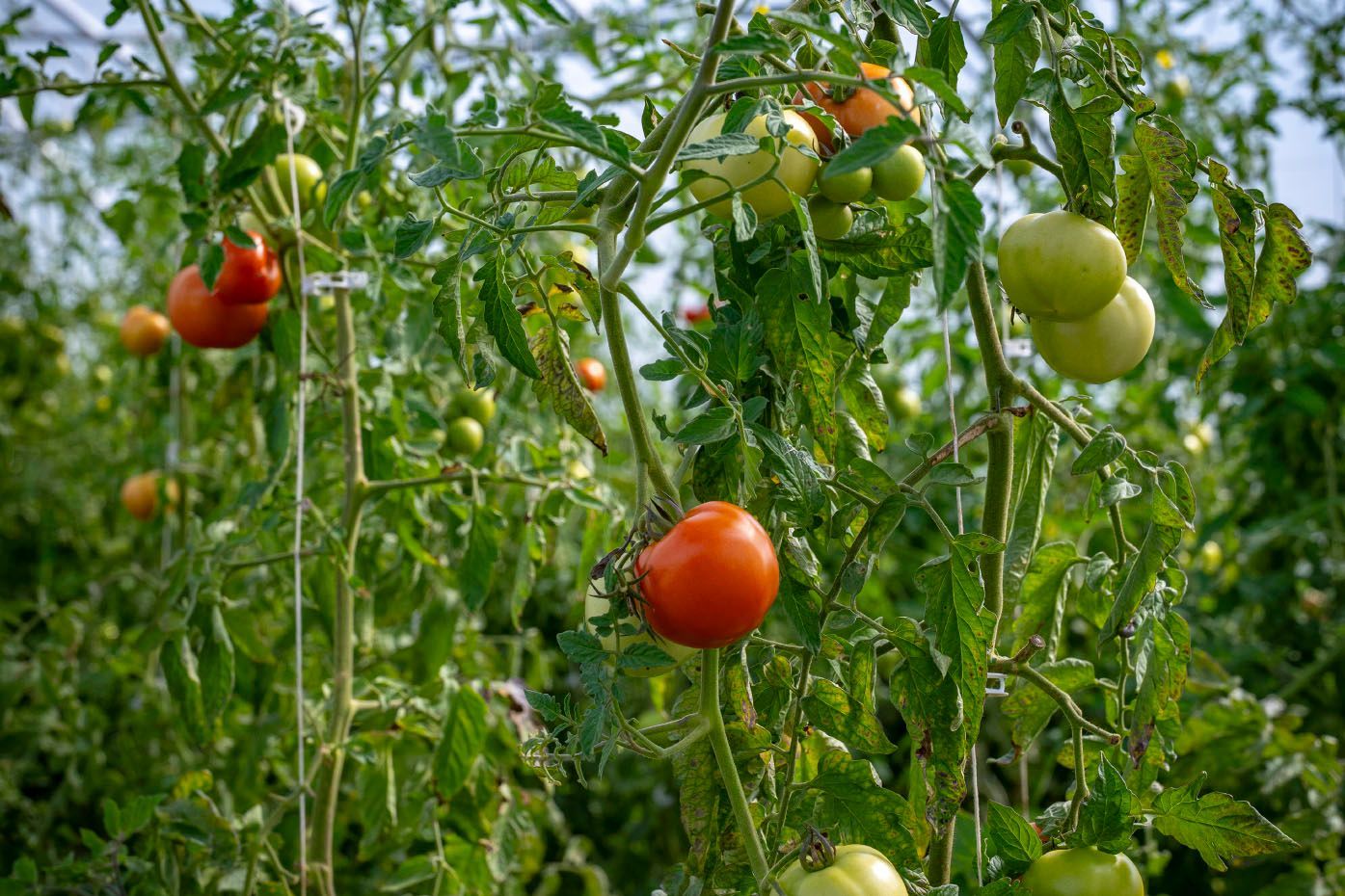 Légumes frais locaux, notamment tomates, carottes, oignons et brocolis, disposés sur une table avec le mot LOCAL.