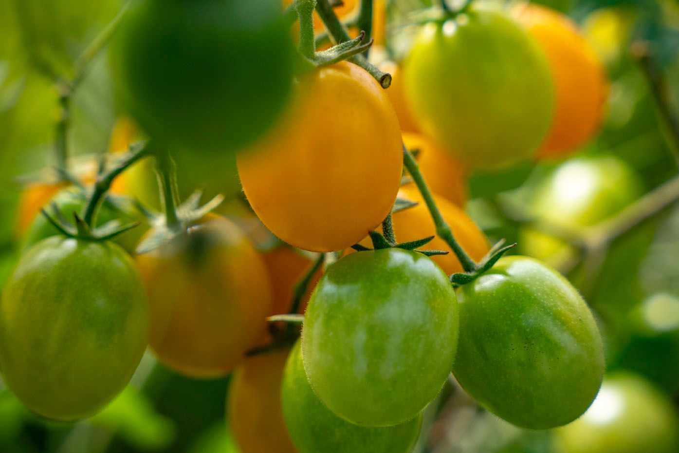 Une personne détient une abondante récolte de légumes frais, notamment des concombres, des tomates et du chou.