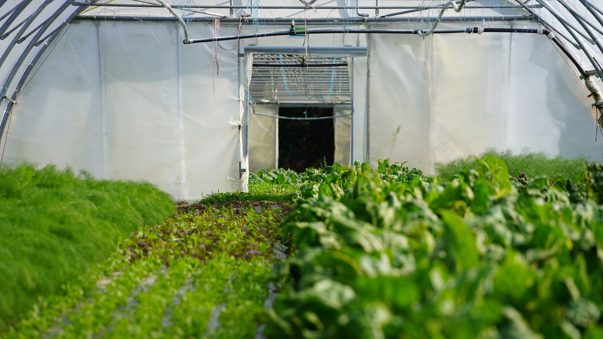 Légumes fraîchement récoltés dans une caisse en bois : carottes, betteraves, roquette, courgettes et tomates.
