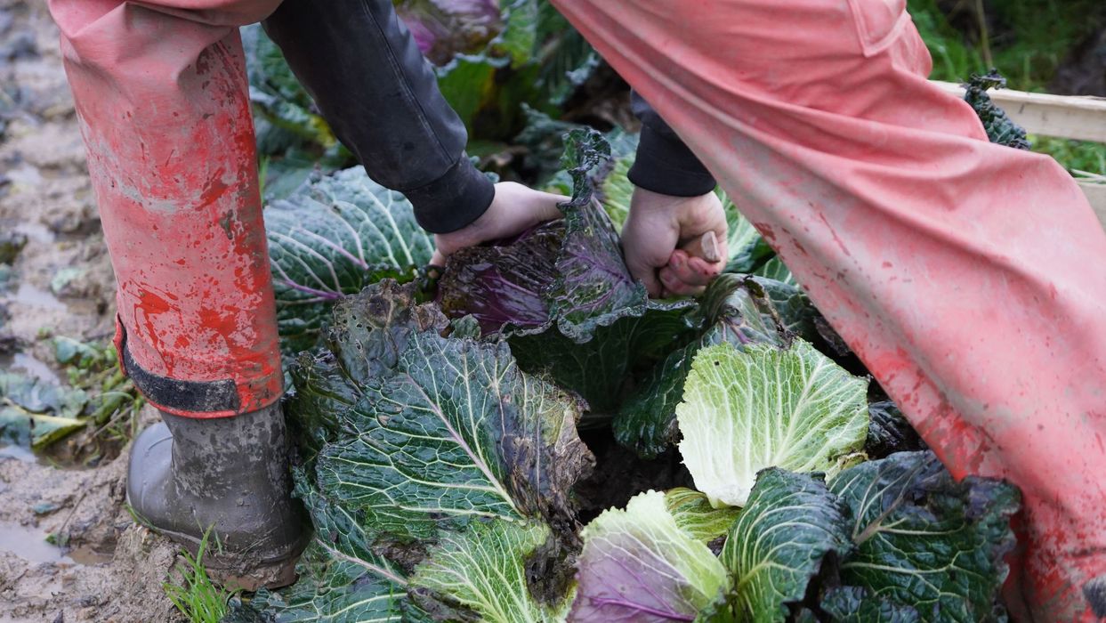 Arrangement de produits frais comprenant des légumes, des fruits et un sac en papier contenant des pommes de terre.