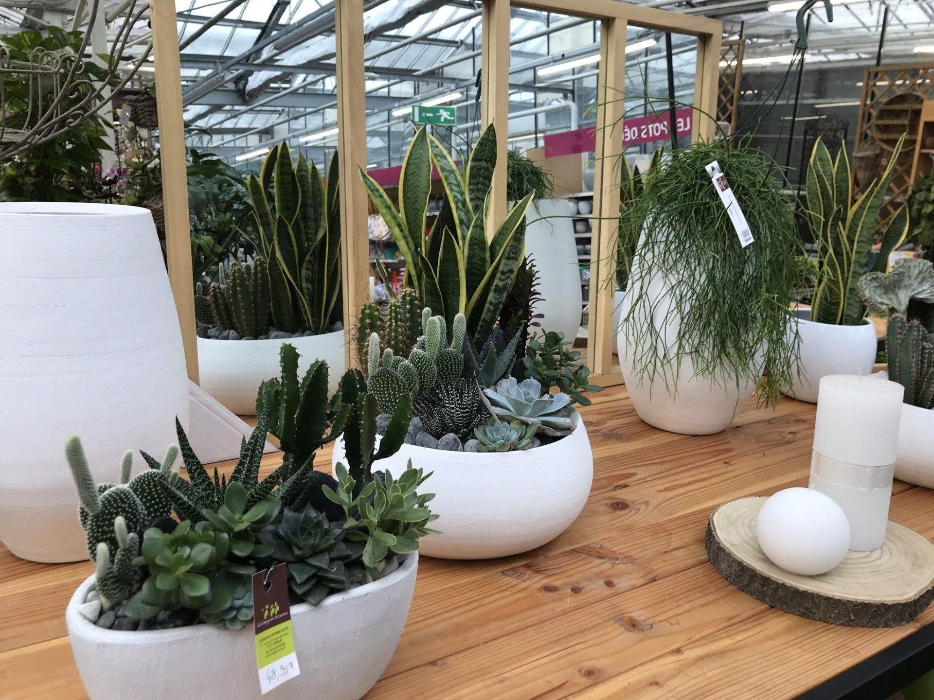 plantes d'intérieur