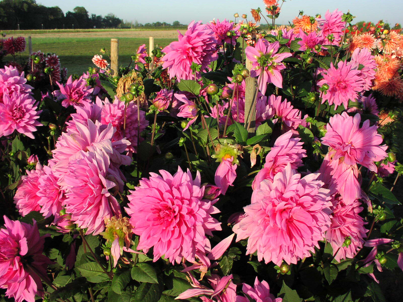 plantes extérieures