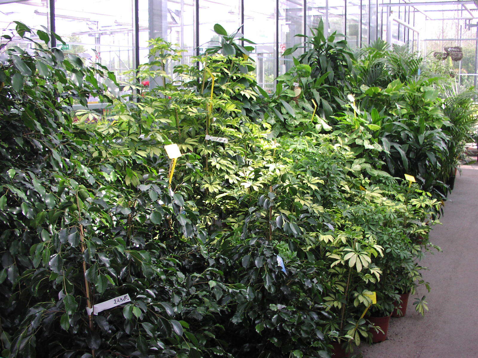 plantes d'extérieur