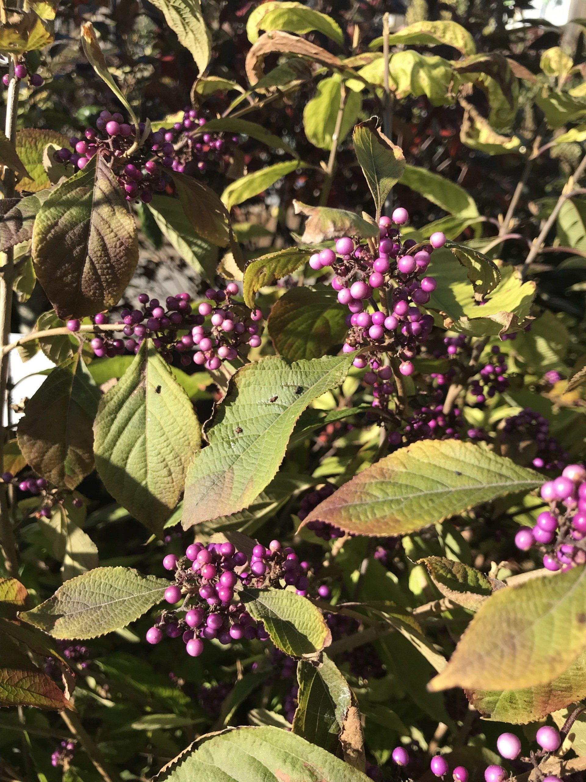 plantes à planter à l'extérieur