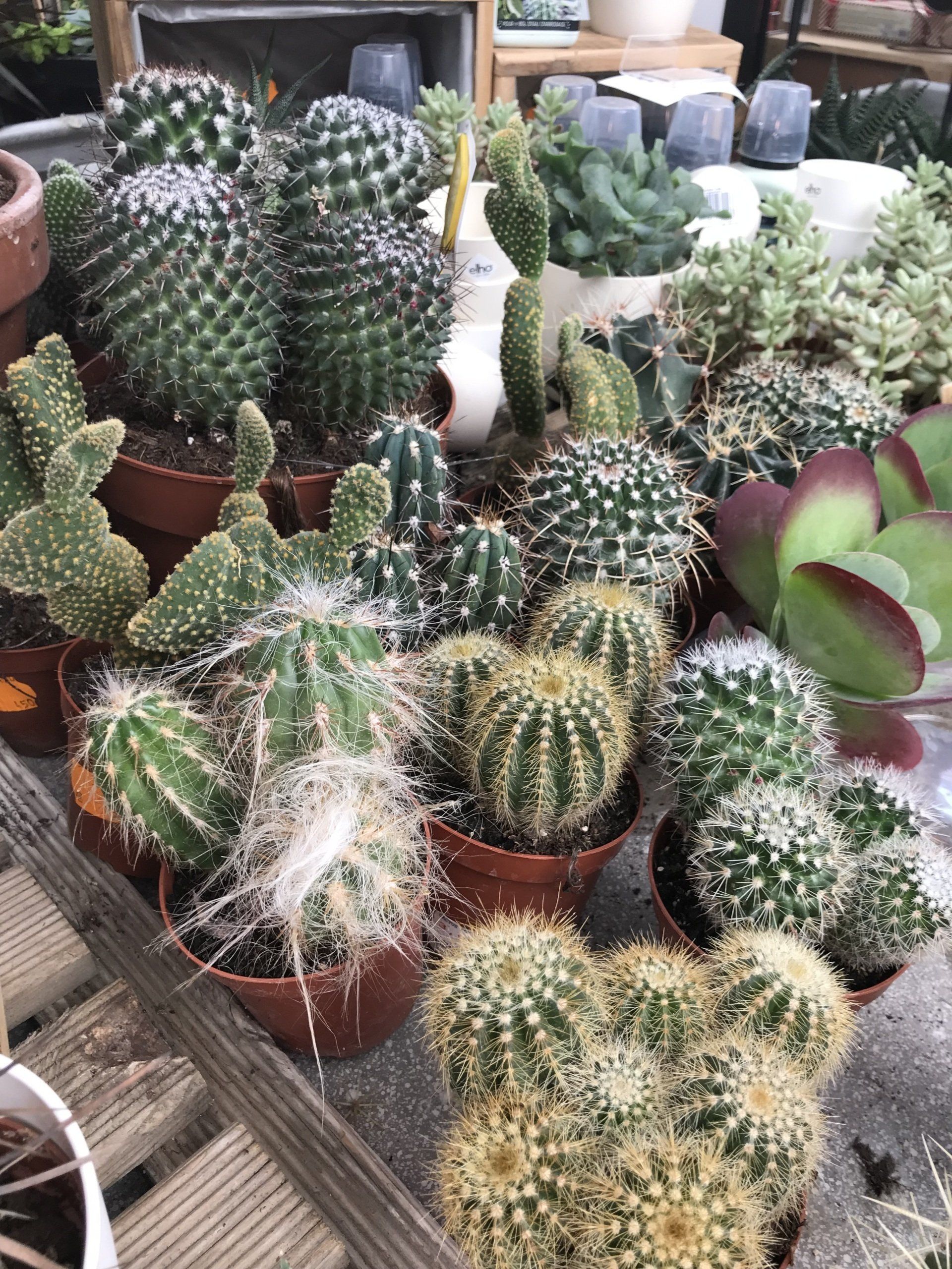 cactus