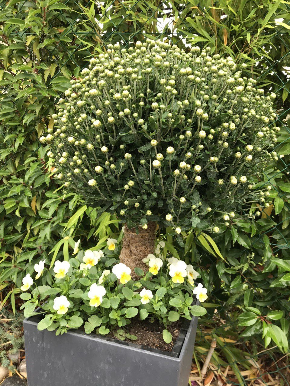 plantes extérieures