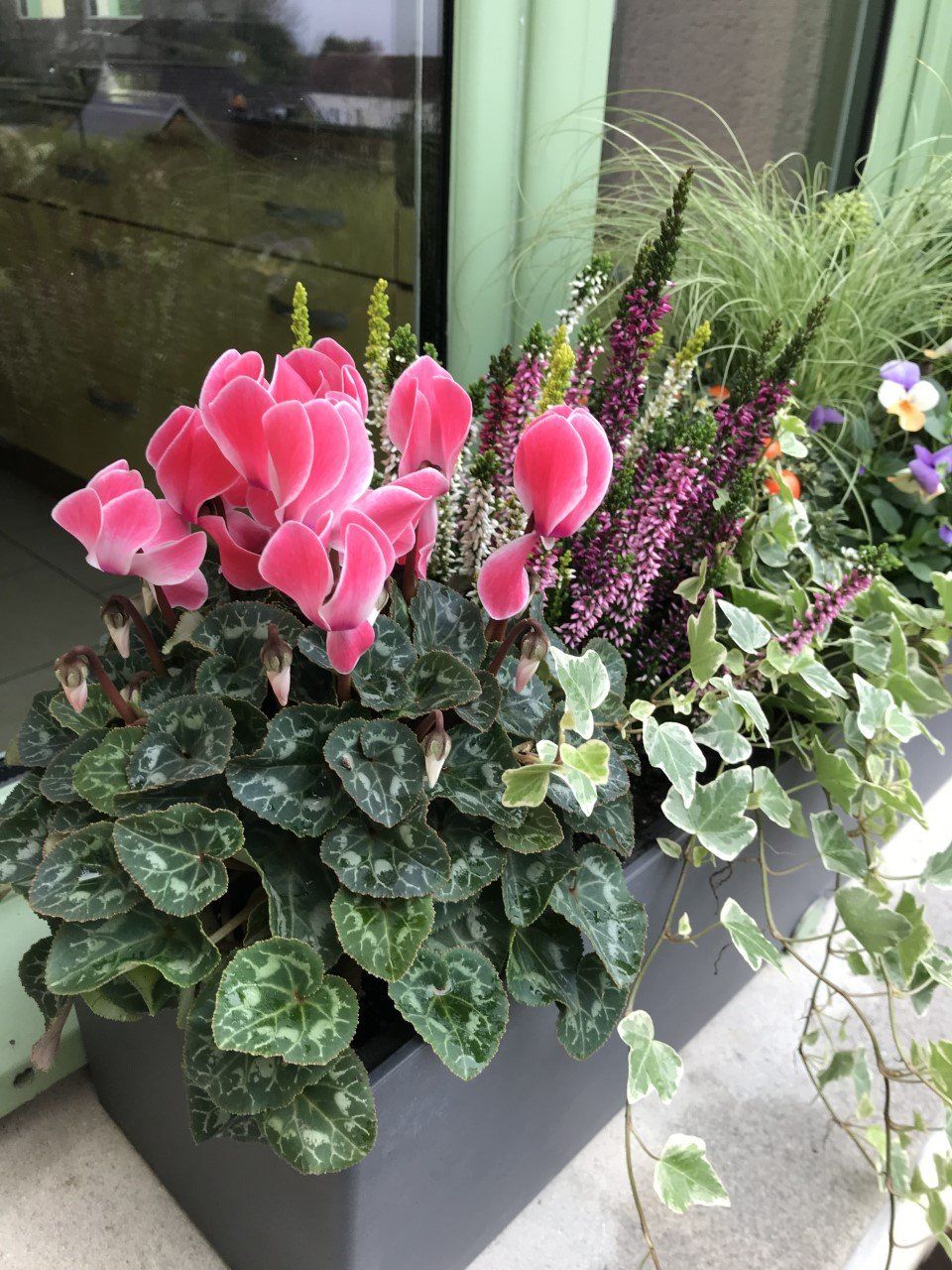 fleurs de jardin et balcon