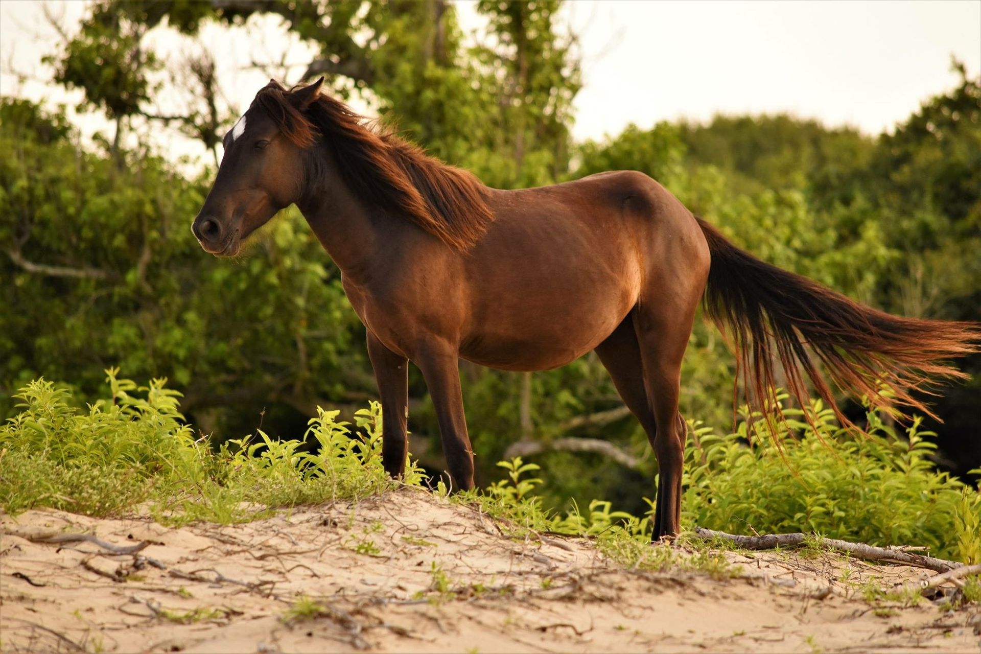 Wild Horse