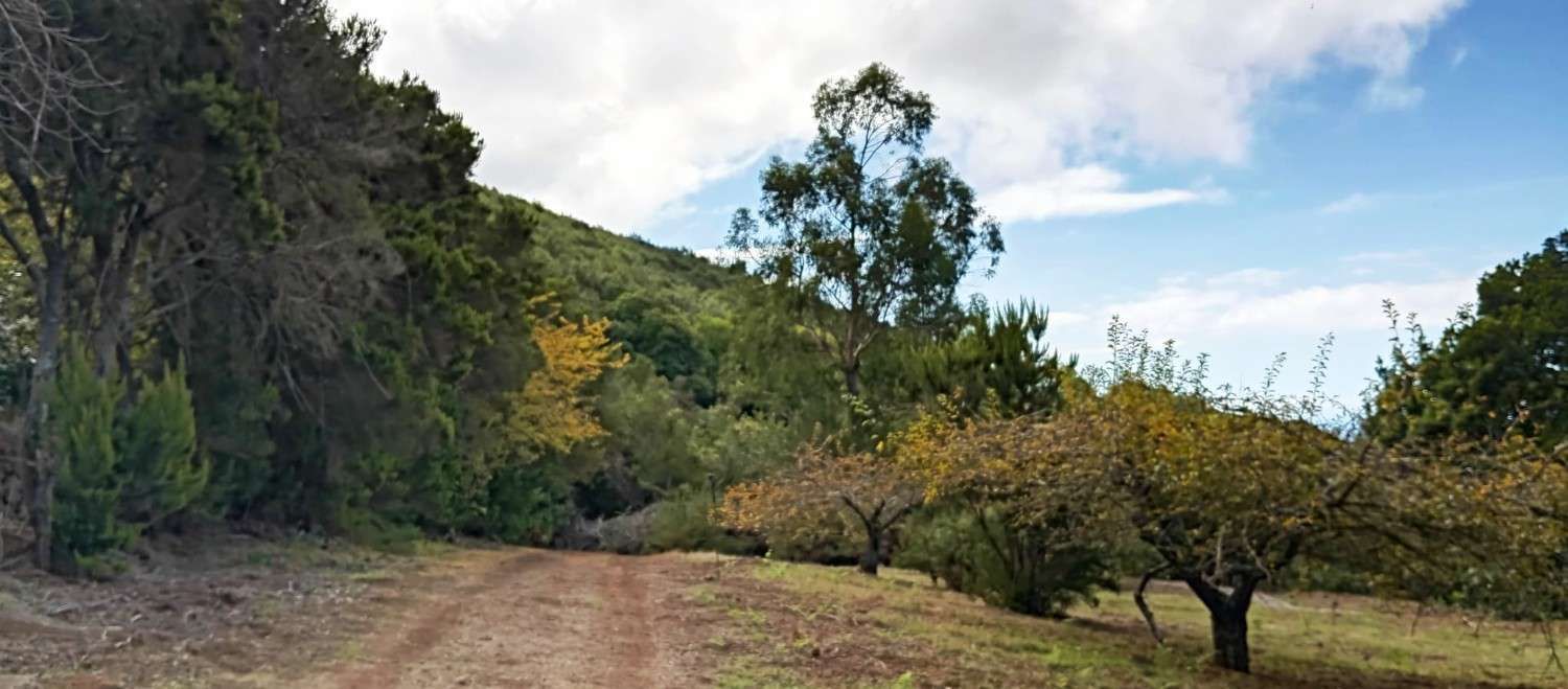 Un camino de tierra atraviesa un paisaje arbolado y una ladera. Se vislumbra un cielo nublado y azul.