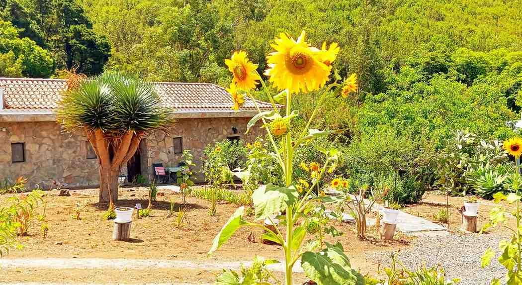 Girasoles en plena floración frente a un edificio de piedra, rodeados de vegetación.