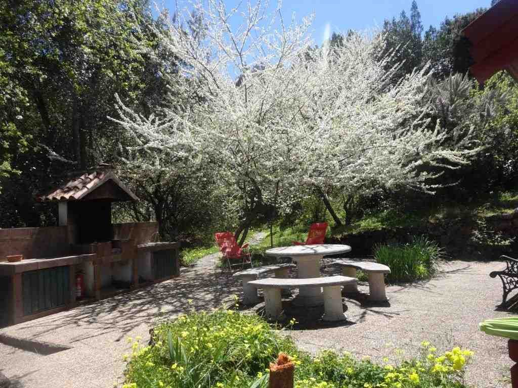 Espacio al aire libre con un árbol blanco en flor, una mesa de picnic de piedra y una zona de barbacoa.