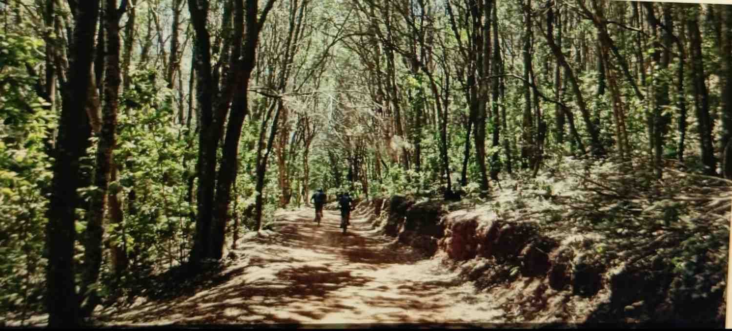 Dos personas caminan por un sendero de tierra a través de un bosque iluminado por el sol.