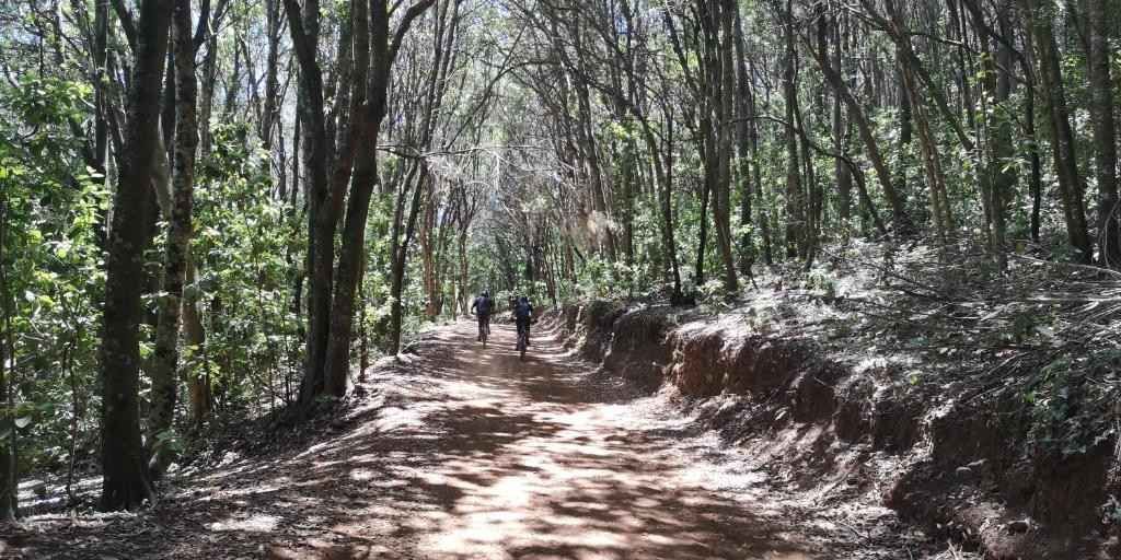 Un camino de tierra serpentea entre un bosque. A lo lejos se ven dos personas en bicicleta.