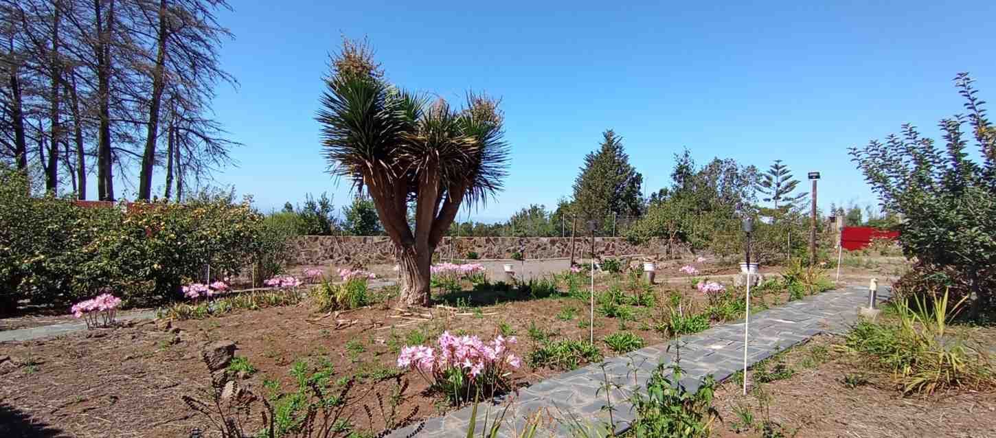 Un jardín con un árbol central, flores rosas y un camino de piedra bajo un cielo azul claro.