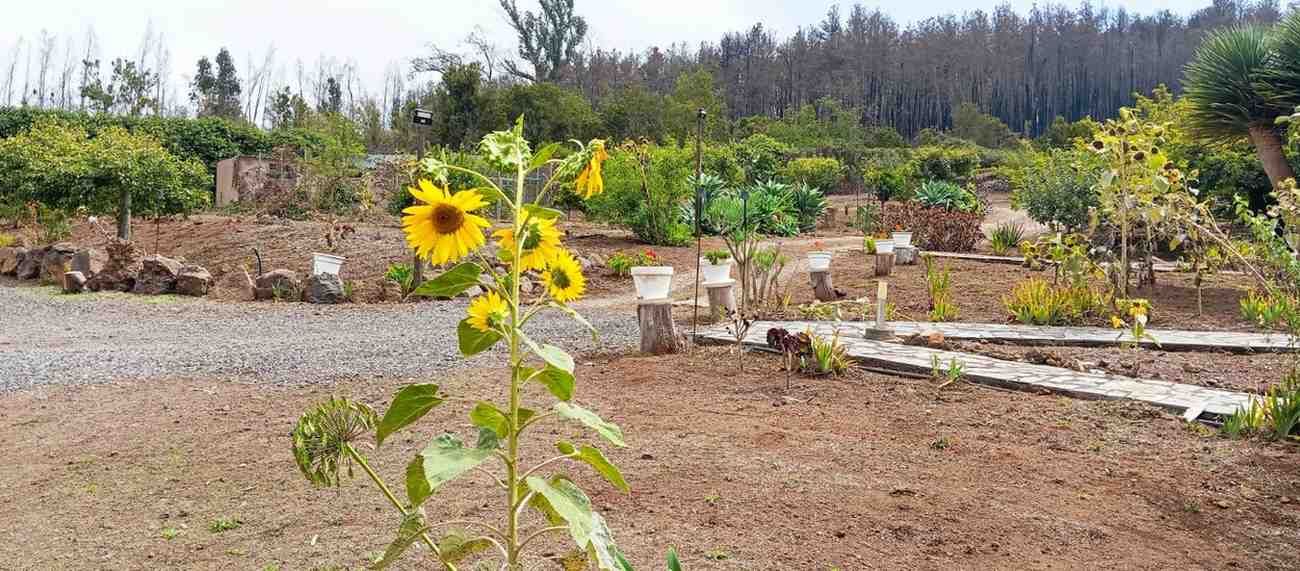 Girasoles en flor en un jardín, con árboles y parterres al fondo. Día soleado.