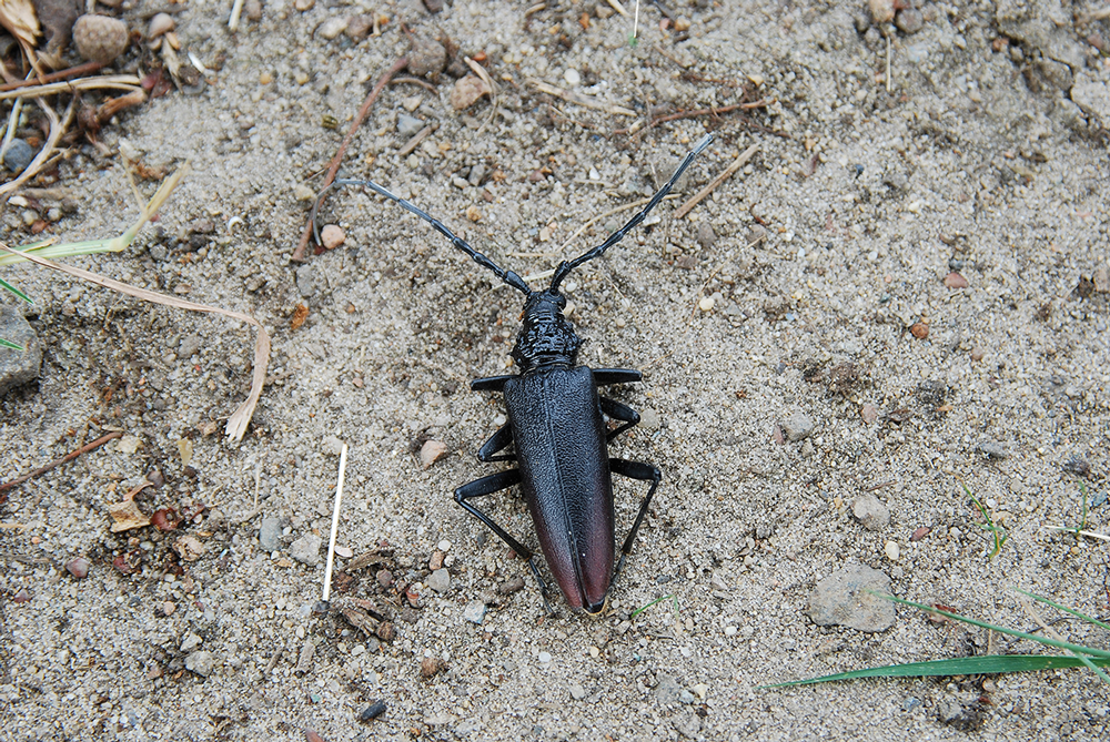 Un capricorne sur du sable