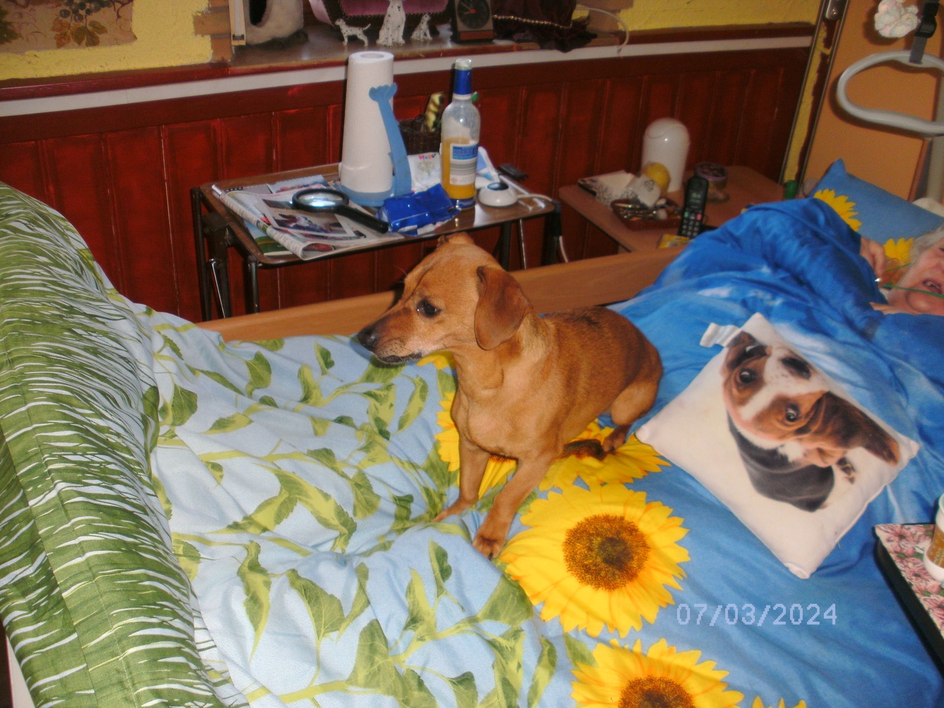 Ein Hund liegt auf einem Bett