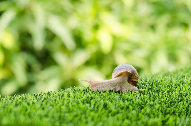 Un caracol se arrastra sobre un trozo de hierba verde.