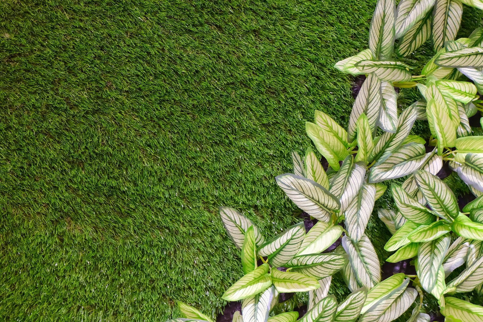 Un grupo de plantas que crecen sobre un exuberante césped verde.