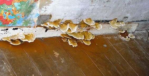 Mérule sur un mur humide. La mérule est un champignon mangeur de bois.