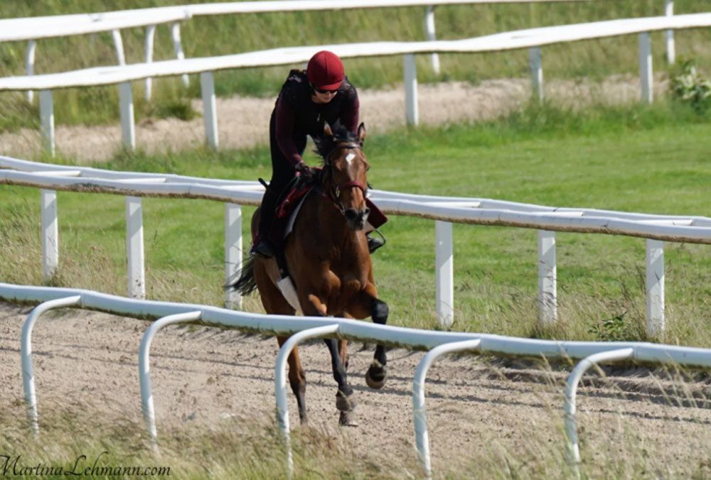 Pferd und Reiter springen über einen Zaun auf einer grasbewachsenen Wiese; der Reiter trägt einen bordeauxroten Helm.