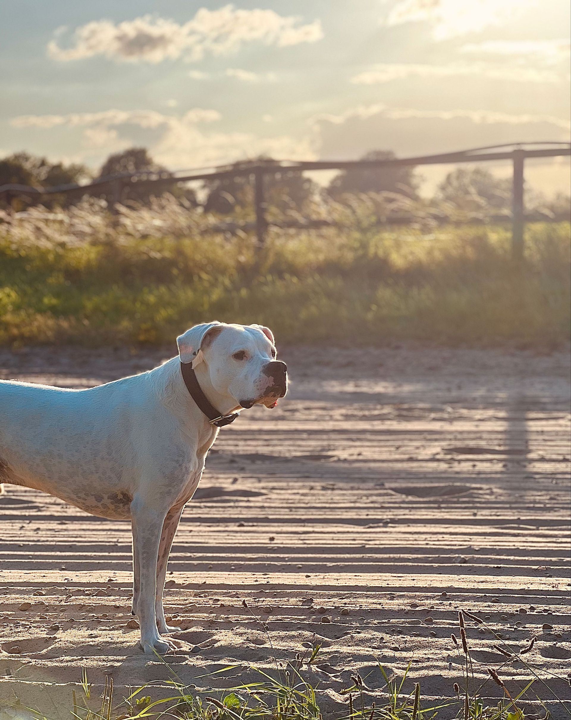Ein weißer Hund mit schwarzem Halsband steht im Sonnenlicht auf einem unbefestigten Weg vor einem Holzzaun.