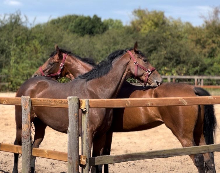 Zwei braune Pferde mit roten Halftern stehen an einem sonnigen Tag im Freien hinter einem Holzzaun.