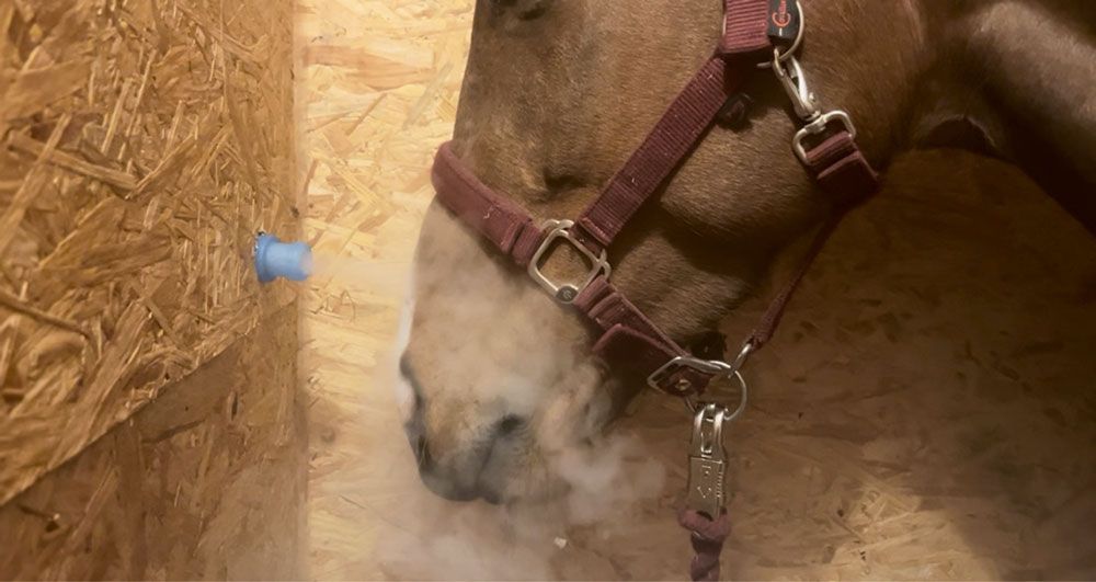 Ein braunes Pferd mit einem bordeauxroten Halfter atmet in einem Holzstall Dampf aus.