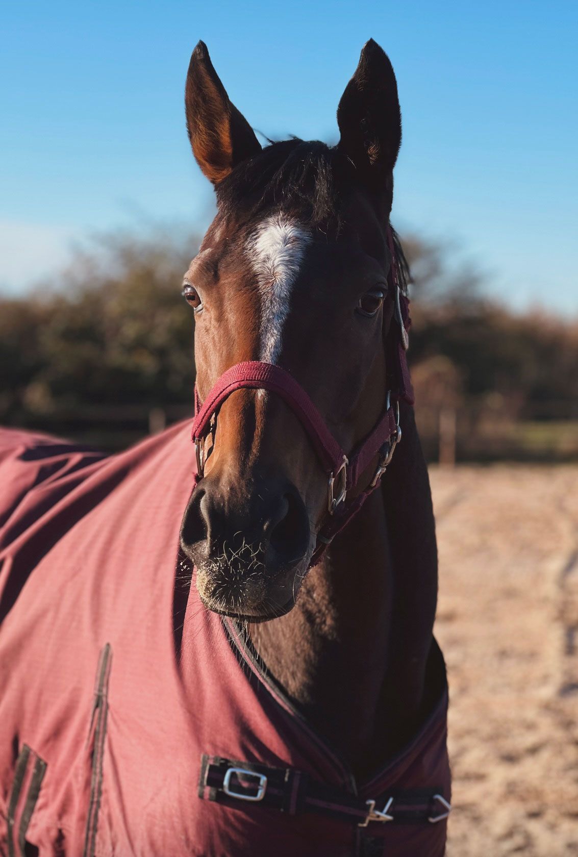 Braunes Pferd mit bordeauxrotem Halfter und Decke, das direkt in die Kamera blickt, vor blauem Himmel.