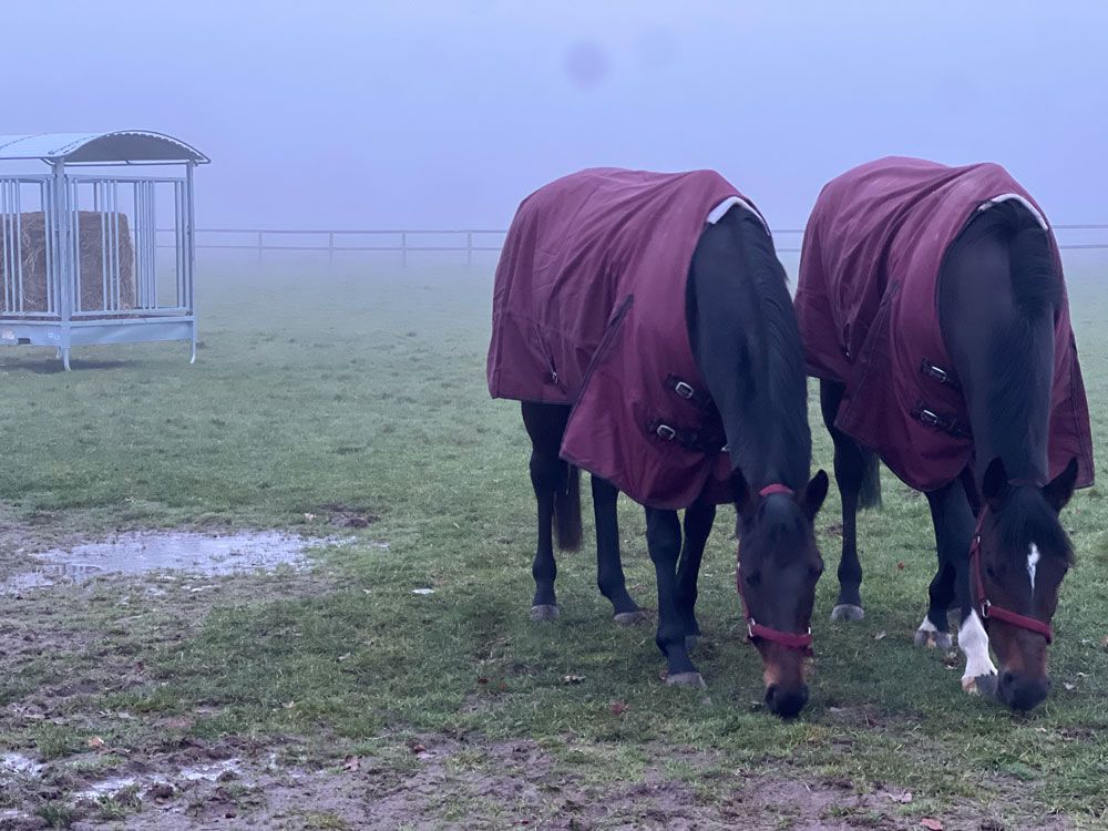 Zwei Pferde in kastanienbraunen Decken grasen auf einer nebligen Wiese.