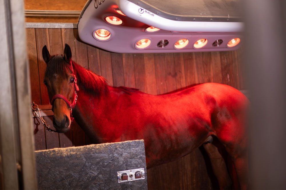 Ein braunes Pferd steht in einem Holzstall unter einer Rotlichttherapieanlage.