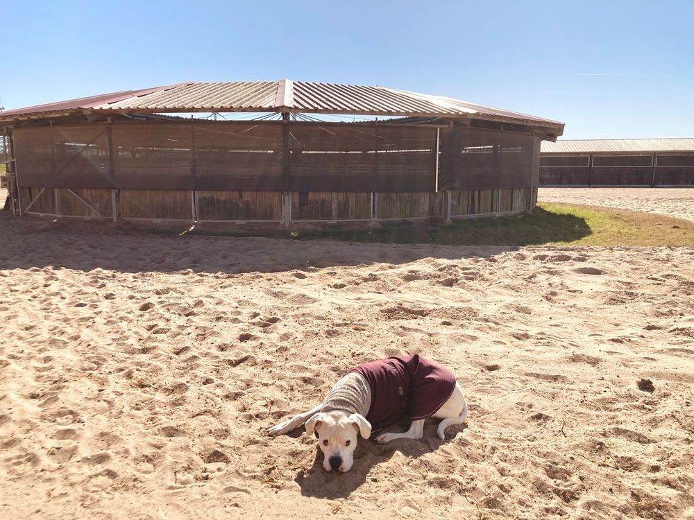 Ein Hund in einem weinroten Pullover ruht sich in einem sandigen Bereich neben einem großen runden Unterstand aus. Sonniger Tag.