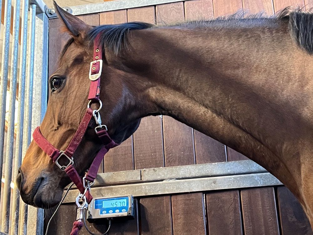 Braunes Pferd im Stall, mit rotem Halfter, Kopf in der Nähe einer Digitalwaage.
