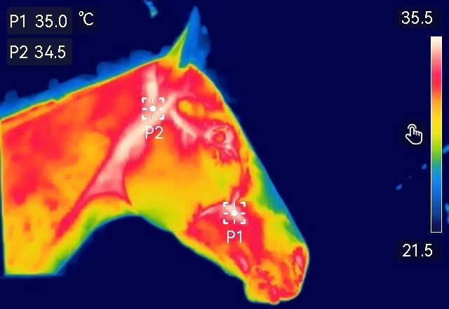 Wärmebild eines Pferdekopfes; wärmere Bereiche (rot/gelb) zeigen Wärme an, kühlere Bereiche (blau) sind kalt. Temperaturmesspunkte P1 und P2.