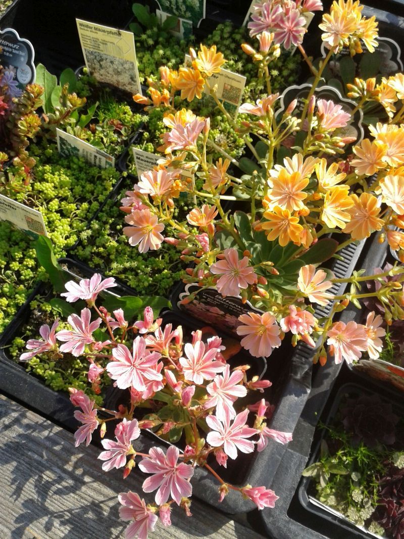 Susanne Amman Garten