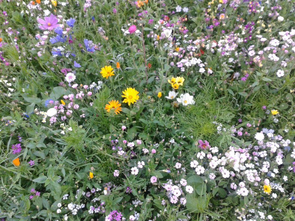 Susanne Amman Garten